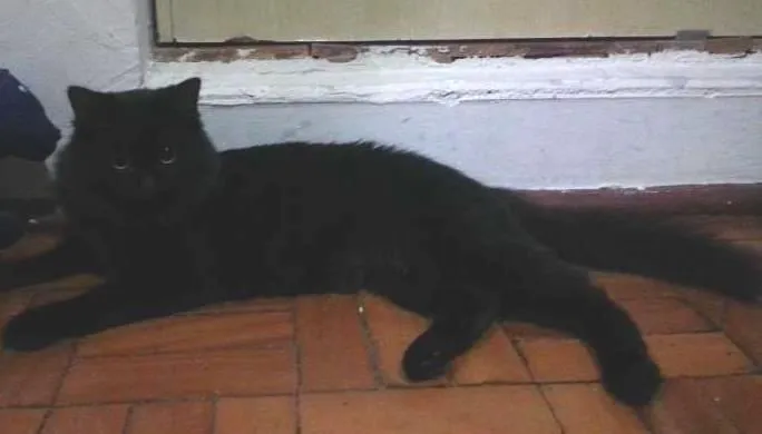 Gato ra a SRD idade 1 ano nome Maât