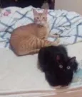 Maât