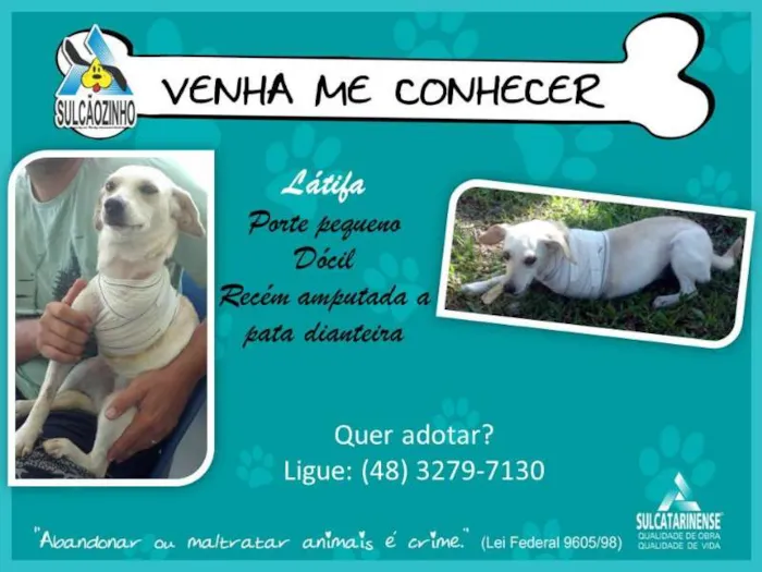 Cachorro raça SRD idade 2 a 6 meses nome Latifa