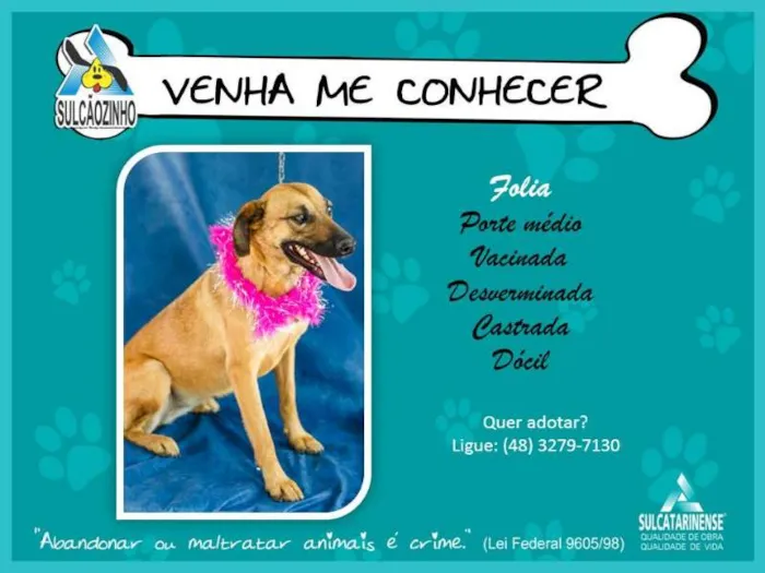 Cachorro raça SRD idade 2 anos nome Folia