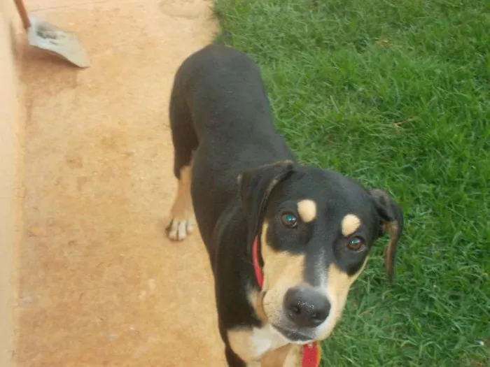 Cachorro ra a nao sei idade 2 a 6 meses nome BoB