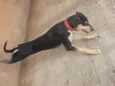 BoB