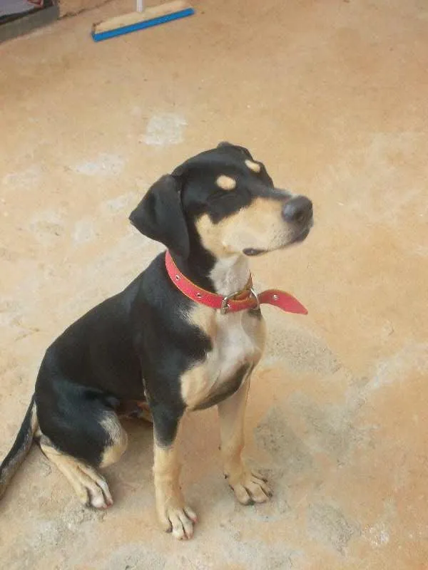 Cachorro ra a nao sei idade 2 a 6 meses nome BoB
