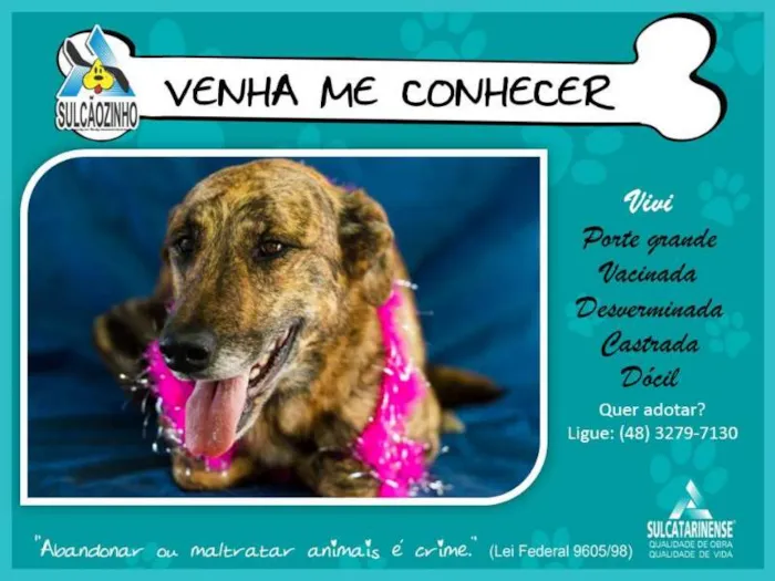 Cachorro raça SRD idade 4 anos nome Vivi