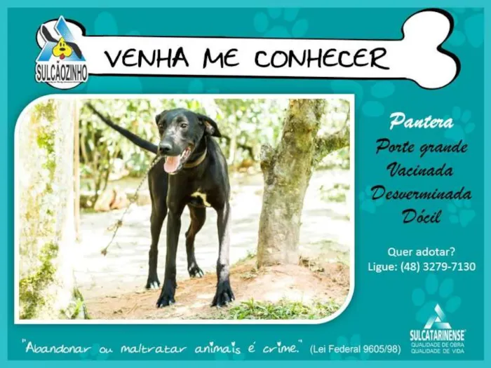 Cachorro raça SRD idade 1 ano nome Pantera