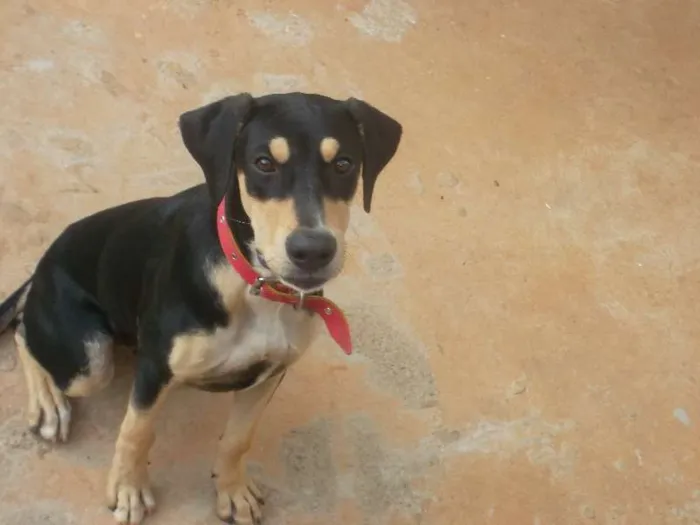 Cachorro ra a nao sei idade 2 a 6 meses nome BoB