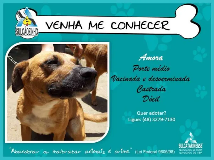 Cachorro raça SRD idade 2 anos nome Amora