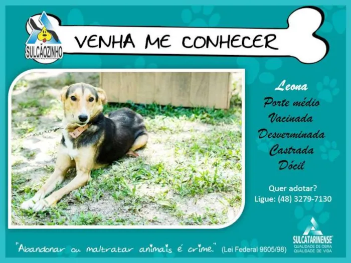 Cachorro raça SRD idade 2 anos nome Leona