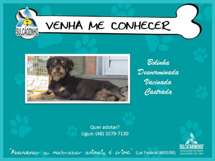 Cachorro raça SRD idade 3 anos nome Bolinha