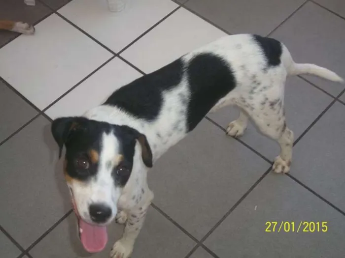 Cachorro raça não definida idade 2 a 6 meses nome não definido 