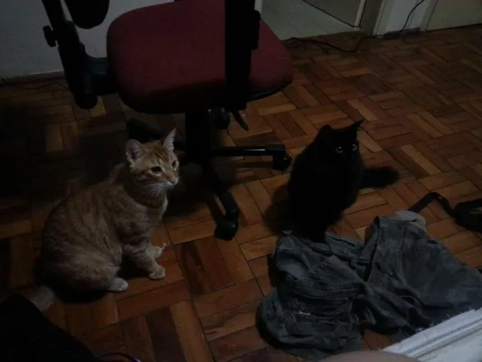 Gato ra a SRD idade 1 ano nome Ramsés