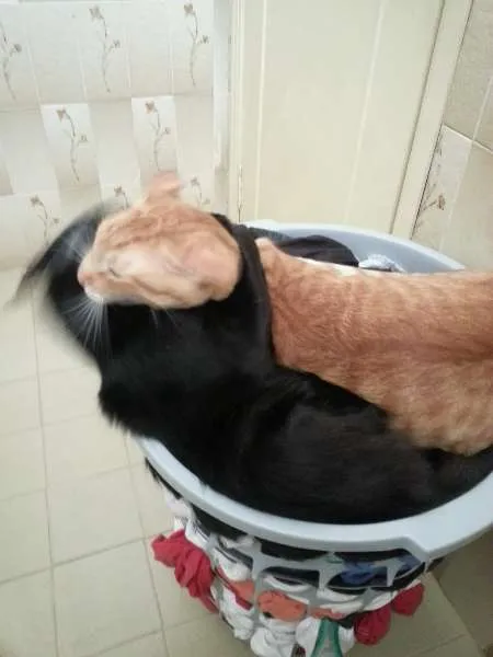 Gato ra a SRD idade 1 ano nome Ramsés