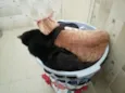 Ramsés