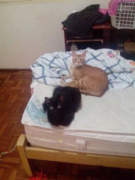 Gato ra a SRD idade 1 ano nome Ramsés