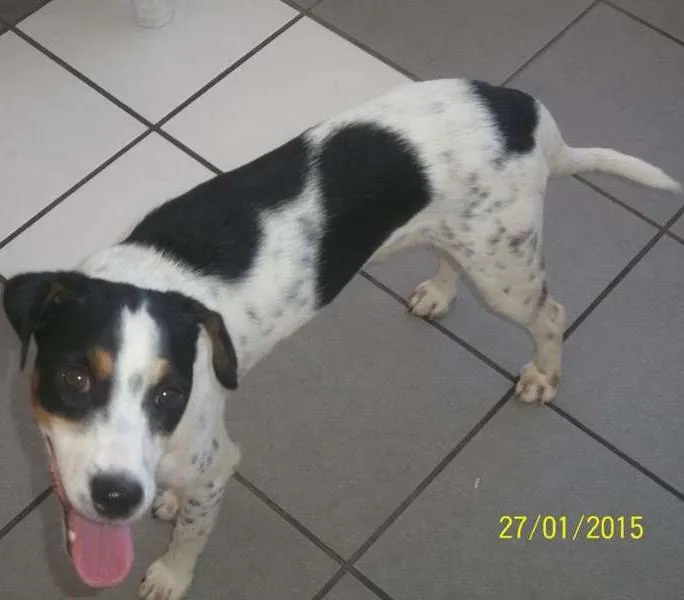 Cachorro raça não definida idade 2 a 6 meses nome não definido 