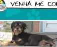 Bolinha