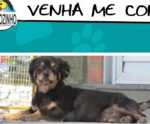 Cachorro raça SRD idade 3 anos nome Bolinha