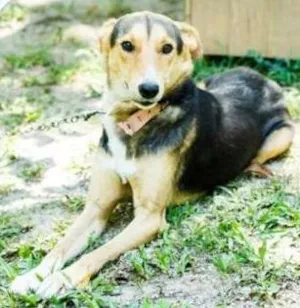 Cachorro raça SRD idade 2 anos nome Leona