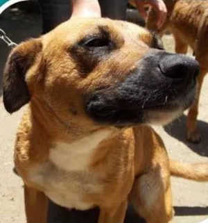 Cachorro raça SRD idade 2 anos nome Amora