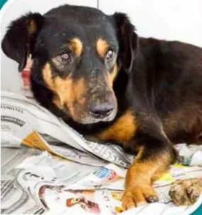 Cachorro raça SRD idade 2 anos nome Da'Rua