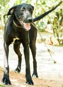 Cachorro raça SRD idade 1 ano nome Pantera