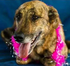 Cachorro raça SRD idade 4 anos nome Vivi