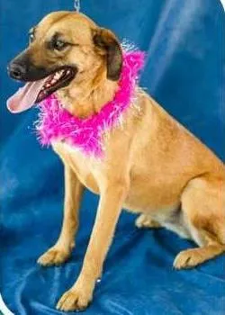 Cachorro raça SRD idade 2 anos nome Folia