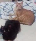 Maât
