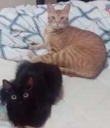 Gato raça SRD idade 1 ano nome Maât