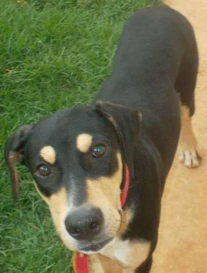 Cachorro ra a nao sei idade 2 a 6 meses nome BoB
