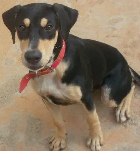 Cachorro ra a nao sei idade 2 a 6 meses nome BoB