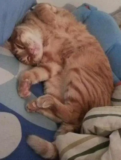 Gato ra a SRD idade 1 ano nome Ramsés