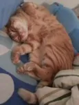Ramsés
