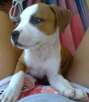 Cachorro raça Staffordshire Terrier American idade 1 ano nome VIDA