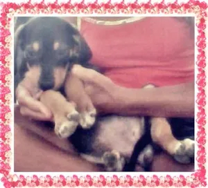 Cachorro raça ? idade Abaixo de 2 meses nome Sôfia
