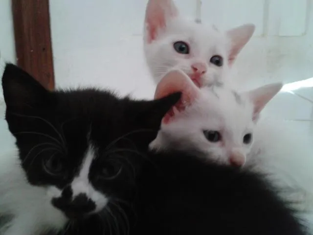 Gato raça Srd idade Abaixo de 2 meses nome Serena, Belinha, Co