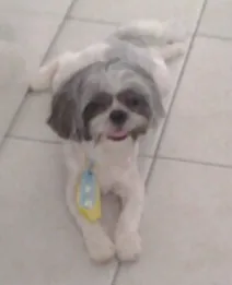 Cachorro raça Shitzu idade 1 ano nome bolota GRATIFICA