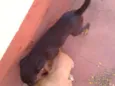 Bigodinha e seus fi