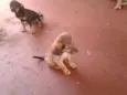 Bigodinha e seus fi