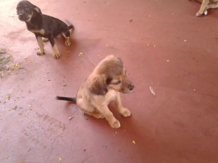 Cachorro ra a  idade Abaixo de 2 meses nome Bigodinha e seus fi