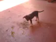 Bigodinha e seus fi