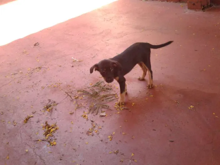 Cachorro ra a  idade Abaixo de 2 meses nome Bigodinha e seus fi