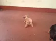 Bigodinha e seus fi