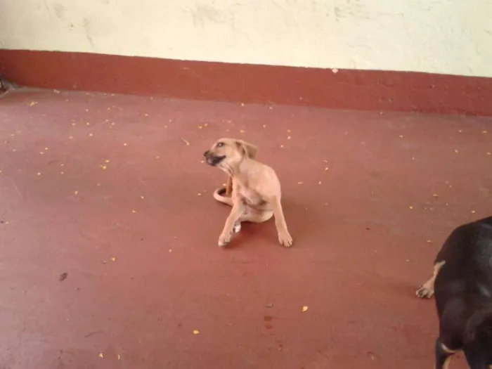 Cachorro ra a  idade Abaixo de 2 meses nome Bigodinha e seus fi