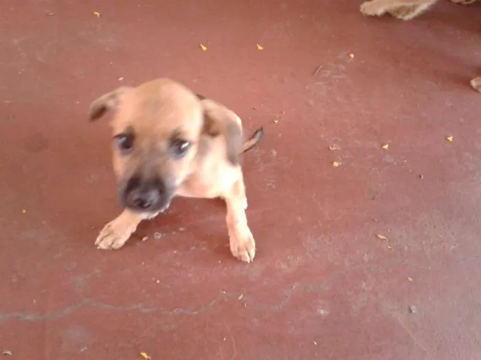 Cachorro ra a  idade Abaixo de 2 meses nome Bigodinha e seus fi