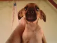 Bigodinha e seus fi