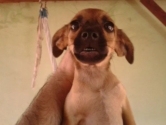 Cachorro ra a  idade Abaixo de 2 meses nome Bigodinha e seus fi