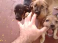 Bigodinha e seus fi