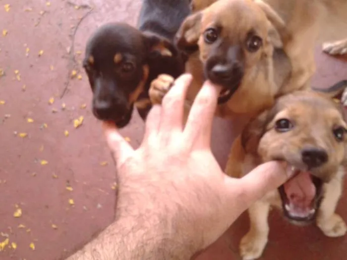 Cachorro ra a  idade Abaixo de 2 meses nome Bigodinha e seus fi