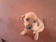 Bigodinha e seus fi